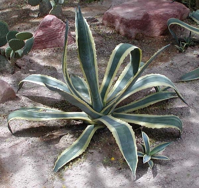 AGAVE AMERICANA.jpg